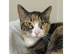 Adopt Cora a Domestic Short Hair