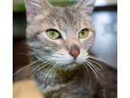 Adopt ABIGAIL ADAMS a Domestic Short Hair