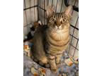 Adopt Brittany a Domestic Short Hair