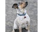 Adopt Chloe a Cattle Dog