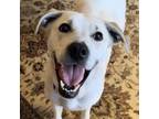 Adopt Annabelle (fka Popcorn) a Retriever, Mixed Breed