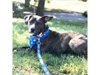 Adopt Sadie a American Staffordshire Terrier, Mixed Breed
