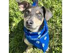 Adopt Eevee a Dachshund, Miniature Pinscher