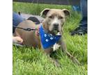 Adopt Lily a American Staffordshire Terrier