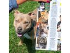 Adopt Taylor Pit a Pit Bull Terrier