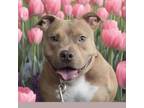 Adopt Taylor Pit a Pit Bull Terrier