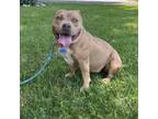 Adopt Taylor Pit a Pit Bull Terrier