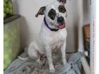 Adopt GLOWIE a Australian Cattle Dog / Blue Heeler, Mixed Breed