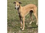 Adopt Grace a Greyhound