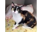 Adopt Amber a Domestic Short Hair