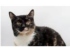 Adopt Hermina a Domestic Short Hair