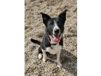 Adopt Izzy (6194) a Border Collie