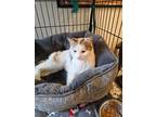 Adopt Speckles a Domestic Short Hair