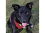 Adopt Josie D15903 a Australian Cattle Dog / Blue Heeler, Border Collie