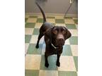 Adopt Miss Willa a Labrador Retriever, Weimaraner