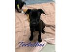 Adopt Tortellini 123187 a Labrador Retriever, Mixed Breed