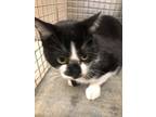 Adopt Vivi 30004 a Domestic Short Hair