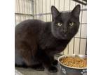 Adopt Inky 30065 a Domestic Short Hair