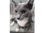 Adopt Stacey 29827 a Domestic Short Hair