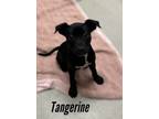 Adopt Tangerine 123187 a Labrador Retriever, Mixed Breed