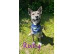 Adopt Ruby 29987 a Shepherd, Husky