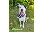 Adopt Winnie 29995 a Labrador Retriever, Catahoula Leopard Dog