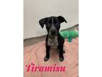 Adopt Tiramisu 123187 a Labrador Retriever, Mixed Breed