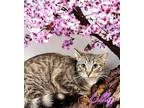 Adopt Lilly 123654 a Domestic Short Hair