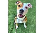 Adopt Sweet Tart a Pit Bull Terrier, Mixed Breed