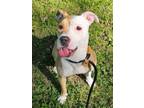 Adopt Sweet Tart a Pit Bull Terrier, Mixed Breed