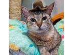 Adopt Clawrice a Domestic Short Hair