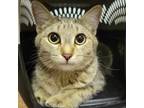 Adopt Mia (& Coco) a Domestic Short Hair