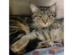 Adopt Coco (& Mia) a Domestic Short Hair