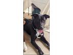 Adopt CAROL a Labrador Retriever