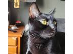 Adopt Venus a Domestic Short Hair