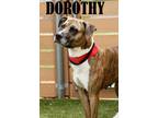 Adopt Dorothy (Dottie) a Hound