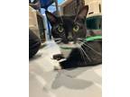 Adopt Cisco a Domestic Short Hair