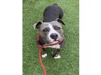 Adopt BRAIN a Pit Bull Terrier