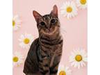 Adopt Koda a Domestic Short Hair