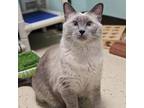 Adopt Smokey a Siamese