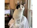 Adopt Celine--In Foster***ADOPTION PENDING*** a Domestic Short Hair