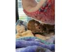 Adopt Delaney - Companion To Doris a Rat