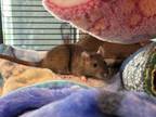 Adopt Doris - Companion To Delaney a Rat