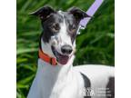 Adopt Zimi a Greyhound