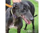 Adopt Bogey a Greyhound