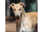 Adopt Candy a Greyhound