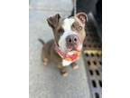 Adopt Coco a Pit Bull Terrier