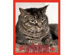 Adopt Anderson a Domestic Short Hair