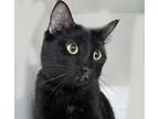 Adopt Miss Lovely a Domestic Short Hair
