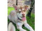 Adopt Delilah's Suki a Husky